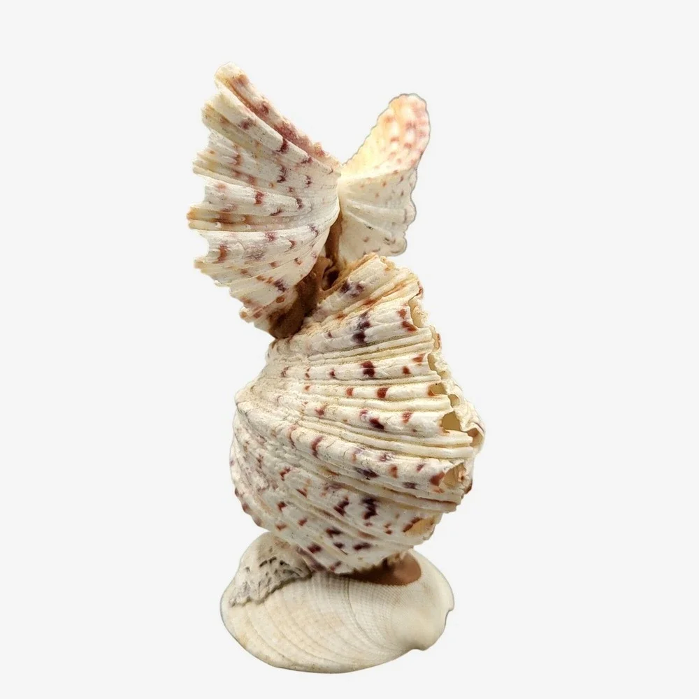 Vintage Googly Eyes Handcrafted Seashell Owl Beach decor Boho Folk Art 4